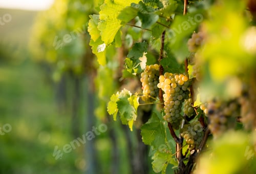 Preview: Light green clusters of grapes on the plantation in Moravia
