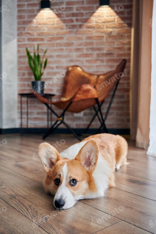 Vista previa: Adorable perro Corgi tumbado en el suelo de madera.