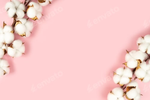 Preview: Branch of cotton flowers on pink background flat lay, copy space