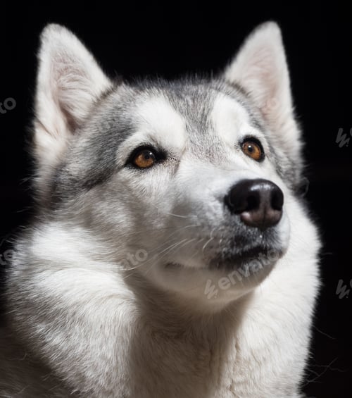 Preview: Portrait of a Siberian Husky