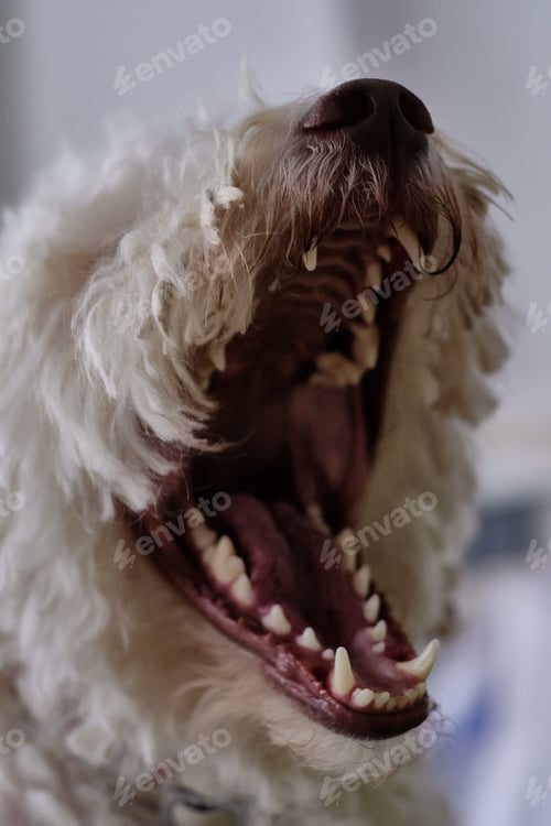 Preview: Closeup of Bichon Frise yawning