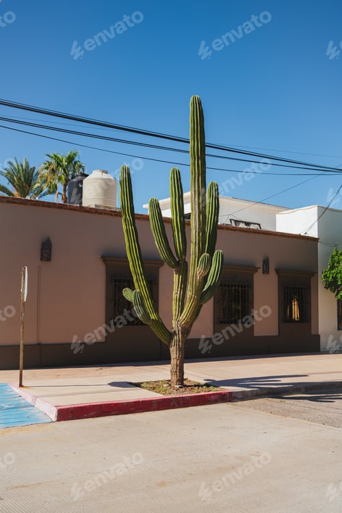 Preview: A cactus at a street in La Paz, Mexico. Sunny day in Baja California Sur