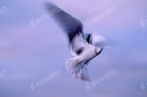 Preview: Flying seagull