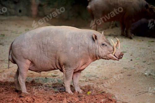Preview: babirusa
