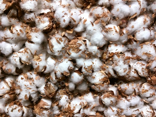 Preview: Full frame of raw cotton balls