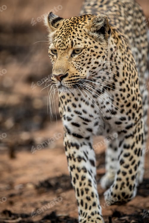 Preview: Close up of a female Leopard's head.