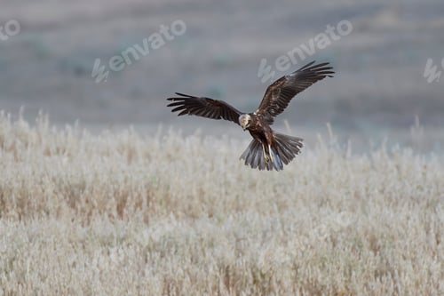 Preview: Western marsh harrier (Circus aeruginosus)