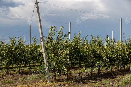 Preview: Industrial apple orchards with neatly arranged trees, showcasing large-scale fruit production