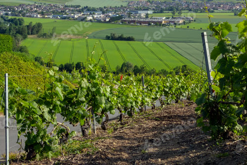 Preview: Vineyards at Hautvillers - France