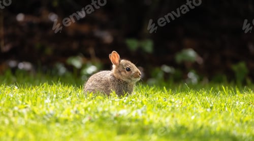 Preview: Wild Baby Rabbit sitting and eating on green grass.