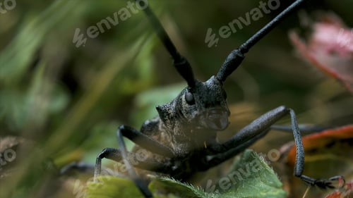 Preview: Close-up of big black beetle with mustache. Creative. Face of large black beetle in grass. Large