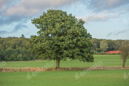 Preview: Hardwood forest - Denmark