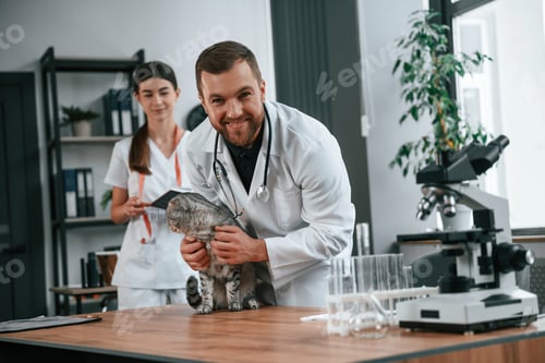 Preview: Male and female doctors is taking care of scottish fold gray tabby cat in the clinic