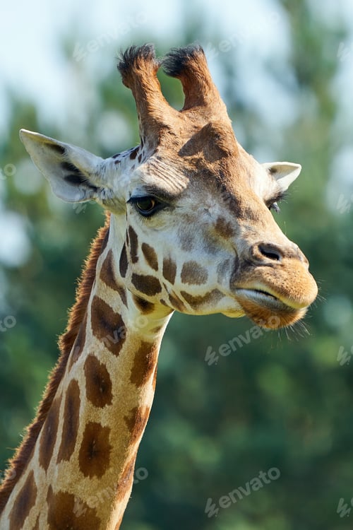 Preview: Rothschilds giraffe (Giraffa camelopardalis rothschildi)