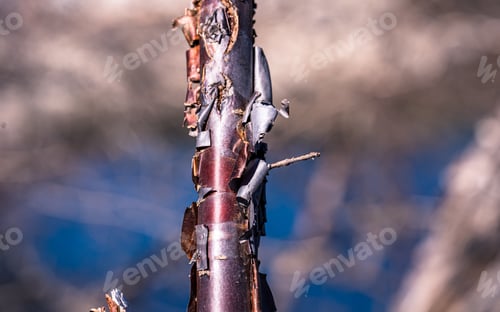 Striking Close-up of Stripped Tree Bark