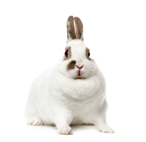 Preview: White Rabbit looking at the camera , isolated on white