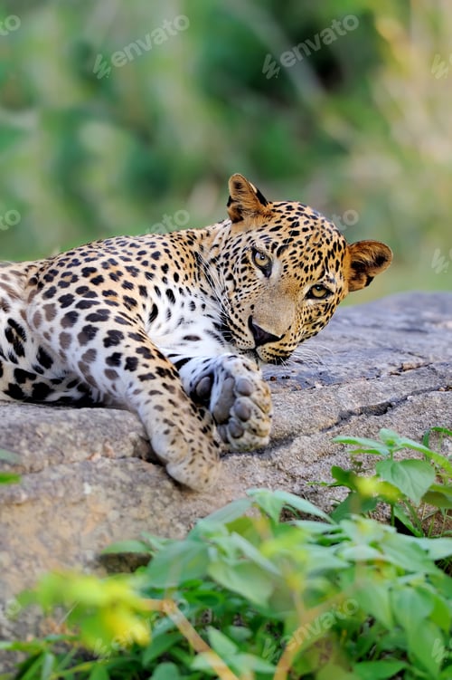 Preview: Leopard