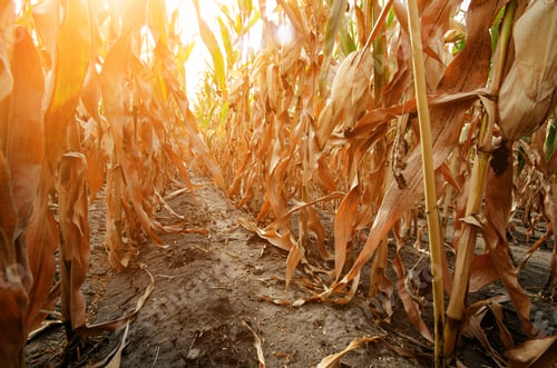 Preview: Maize corn field summer time under daylight closeup view at dry stalk