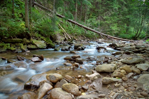 Preview: Mountain river flowing through the green forest. Stream in the wood.
