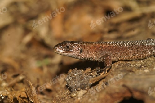 Preview: A small, brown lizard with a striped back perches on a fallen leaf