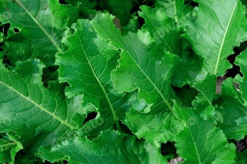 Preview: green leaves background. large green leaf. stylish and minimal natural background
