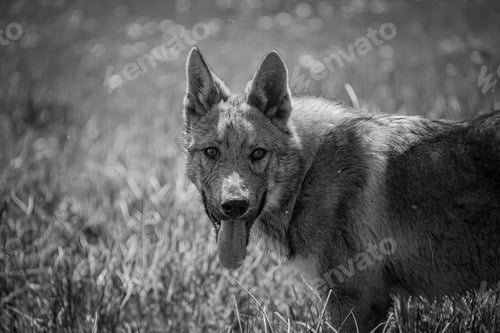 Preview: Playful dog running in a grassy field with trees in the background