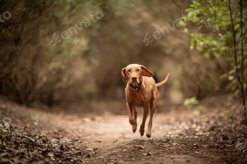 Preview: View of the beautiful Vizsla running in the forest