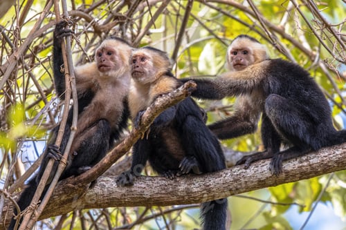 Preview: Capuchin monkey family in a tree