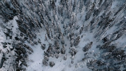 Preview: Aerial flight over the winter forest with snow covered ground. Clip. Drone flies over the taiga.