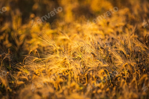 Preview: Wheat field closeup shoot an sunny day