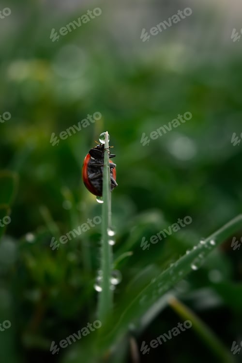 Preview: Ladybug grass with morning dew. Background macro nature.