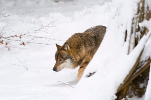 Preview: Gray wolf (Canis lupus), Bavarian Forest National Park, Bavaria, Germany