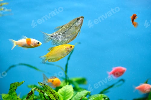 Preview: Colorful exotic fish swimming in deep blue water aquarium with green tropical plants