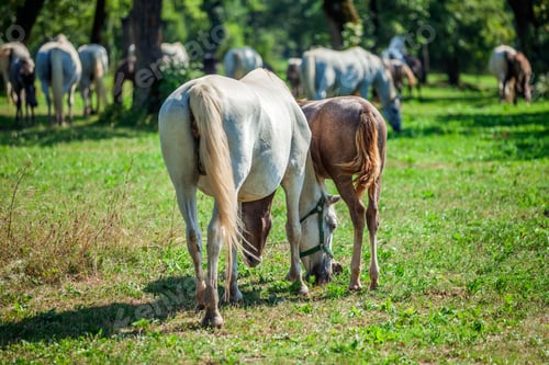 Preview: Closeup shot of the horses grazing in the Lipica, National Park in Slovenia