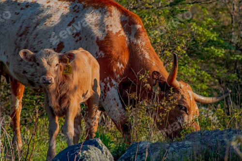 Preview: Longhorn and calf
