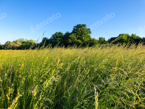 Preview: Field