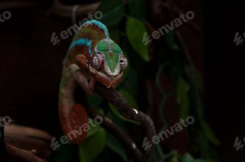 Preview: panther chameleon isolated on black background