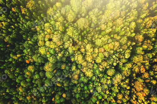 Preview: Top down aerial view of bright green spruce and yellow autumn trees in fall forest.