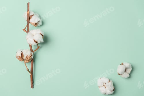 Preview: Branch of white cotton flowers on green background. Top view