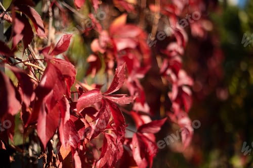 Preview: Natural background from red leafs of wild grape,negative space for text,natural background.
