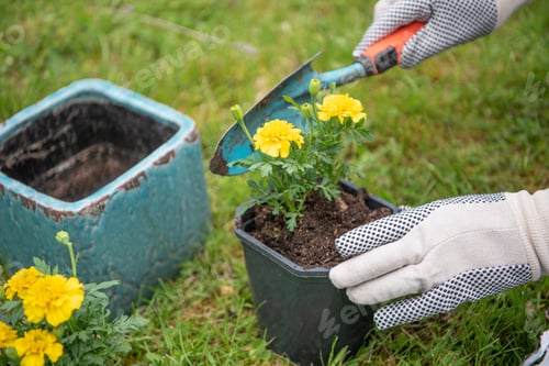 Preview: Planting Yellow Flowers in Garden with Trowel