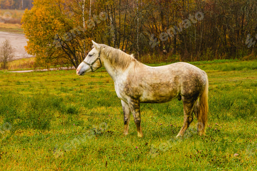 Preview: Gray horse grazing peacefully in an autumn field