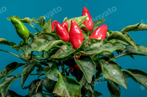 Preview: Red Chili Peppers on a blue background