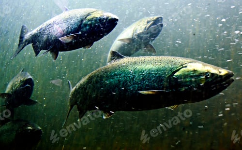Preview: Salmon fish swimming under water