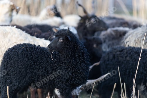 Preview: hungarian racka sheep grazing on meadow