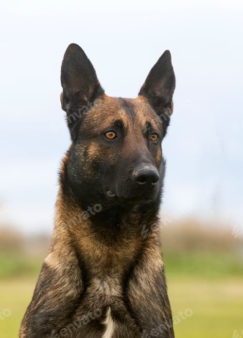 Preview: belgian shepherd in nature