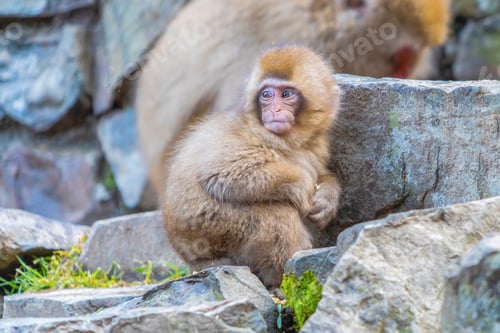 Preview: A Japanese snow monkey or Macaque with onsen in Monkey Park, Nagano , Japan. Wildlife animal.