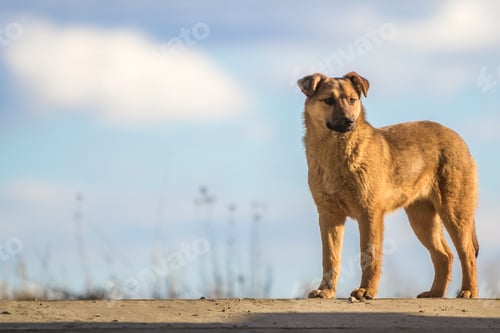 Preview: Cute yellow dog standing against blue sky