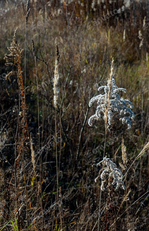 Preview: Dry reed against clear light blue sky on sunny day outdoors.