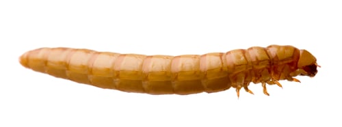 Preview: Larva of Mealworm - Tenebrio molitor
